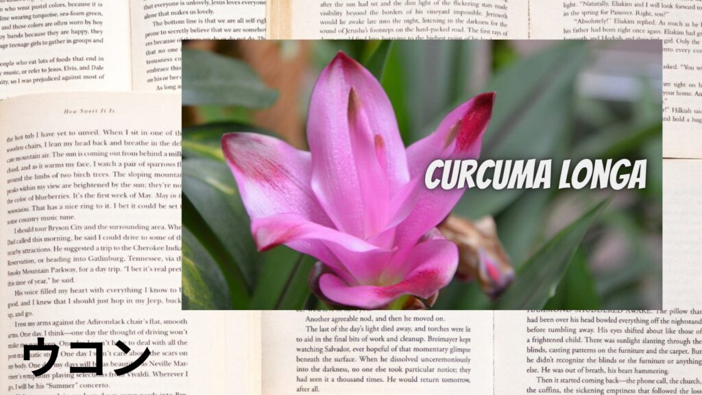 【別館画像】turmeric-ウコン/ハーブ/アイキャッチ＠botanical-study.site