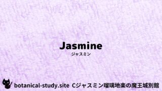 Jasmine：Mini Dictionary Quiz　ジャスミン