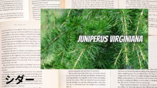 Cedar：Mini Dictionary　シダー