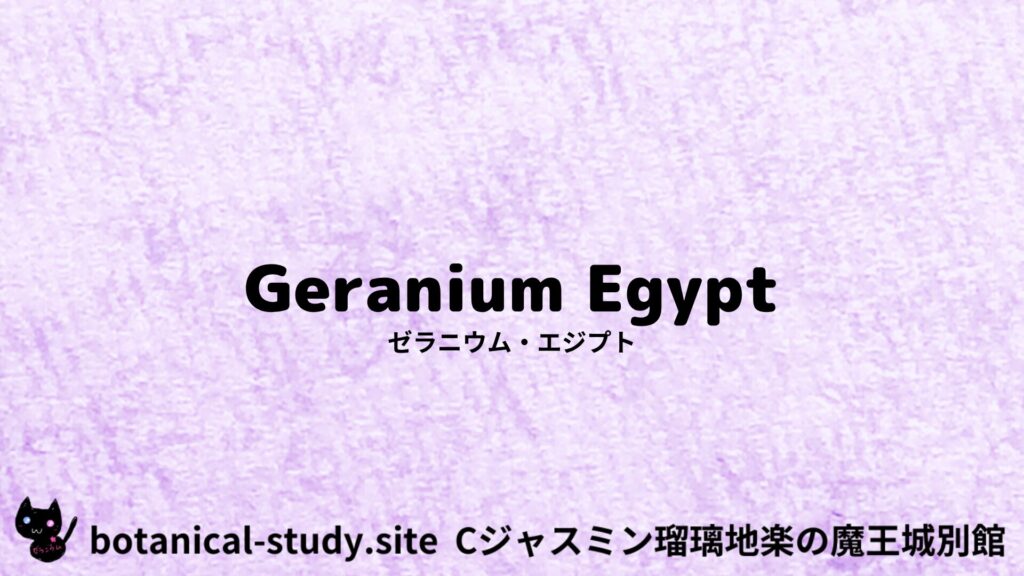 geranium-egypt-ゼラニウム・エジプト/アイキャッチ＠botanical-study.site