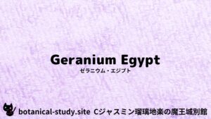 geranium-egypt-ゼラニウム・エジプト/アイキャッチ＠botanical-study.site