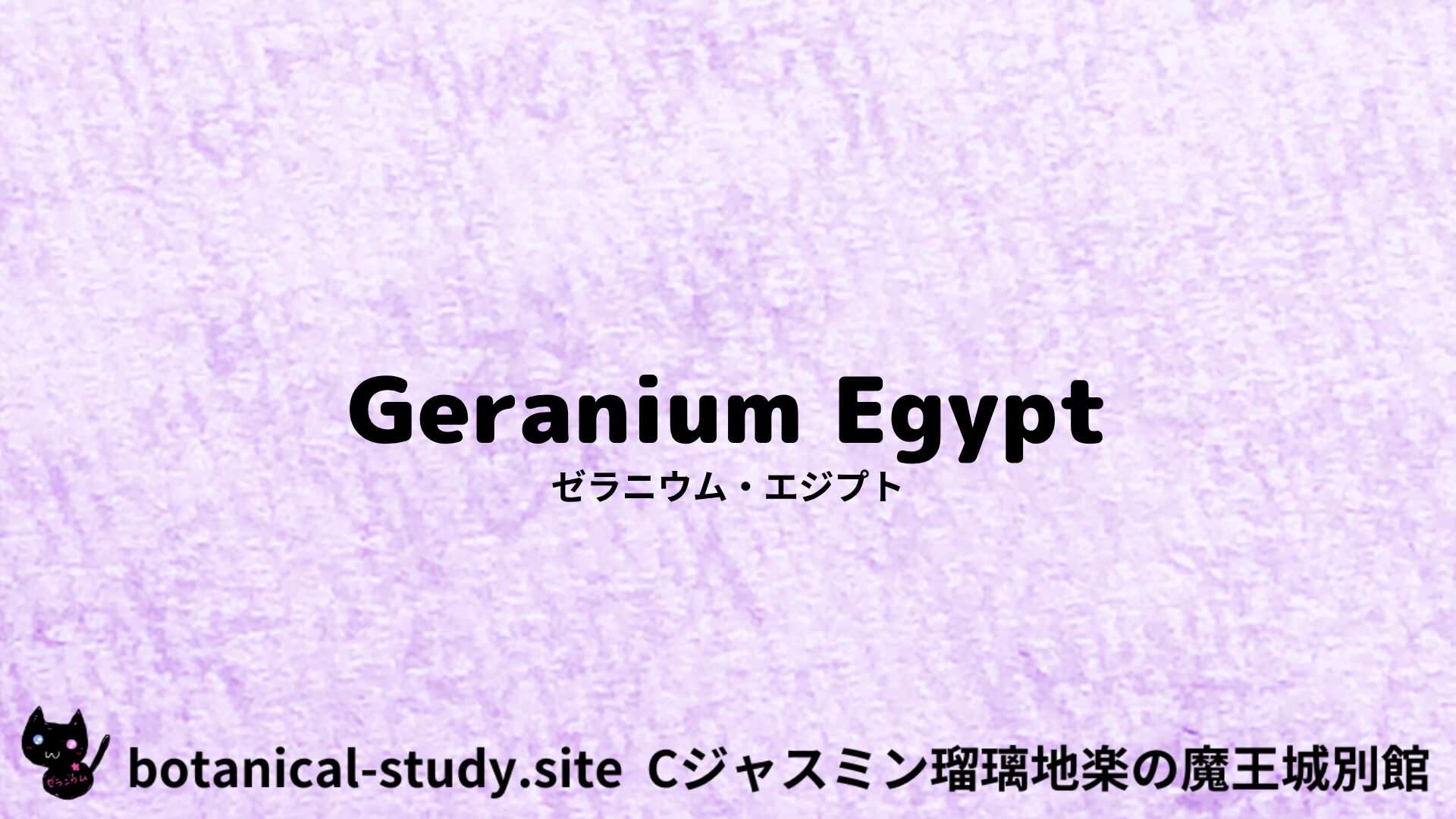 geranium-egypt-ゼラニウム・エジプト/アイキャッチ＠botanical-study.site