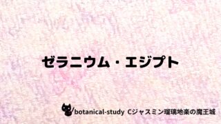 ゼラニウム・エジプト：プチ辞典クイズ
