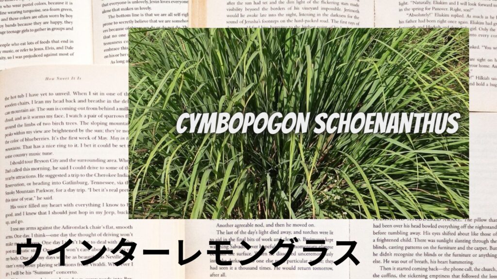 【別館画像】winter-lemon-grass-ウインターレモングラス/アイキャッチ@botanical-study.site