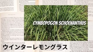 Winter Lemongrass:Mini Dictionary ウインターレモングラス