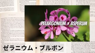 Geranium Bourbon：Mini Dictionary　ゼラニウム・ブルボン