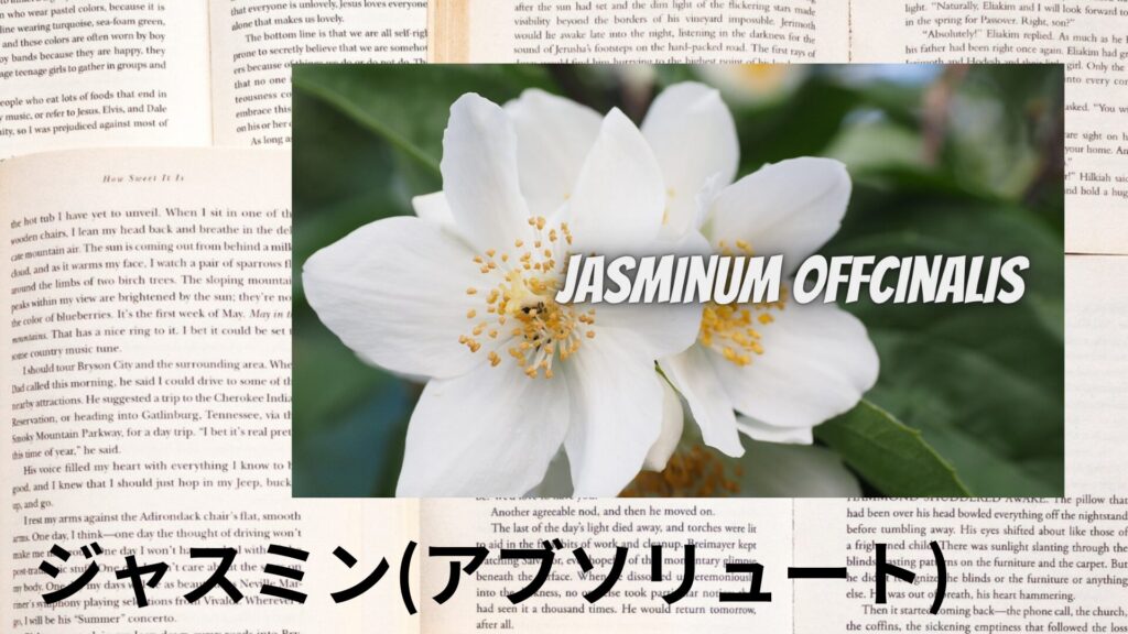 【別館画像】jasmine-absolute-ジャスミン（アブソリュート）/アイキャッチ＠botanical-study.site