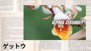 Shell ginger:Mini Dictionary ゲットウ