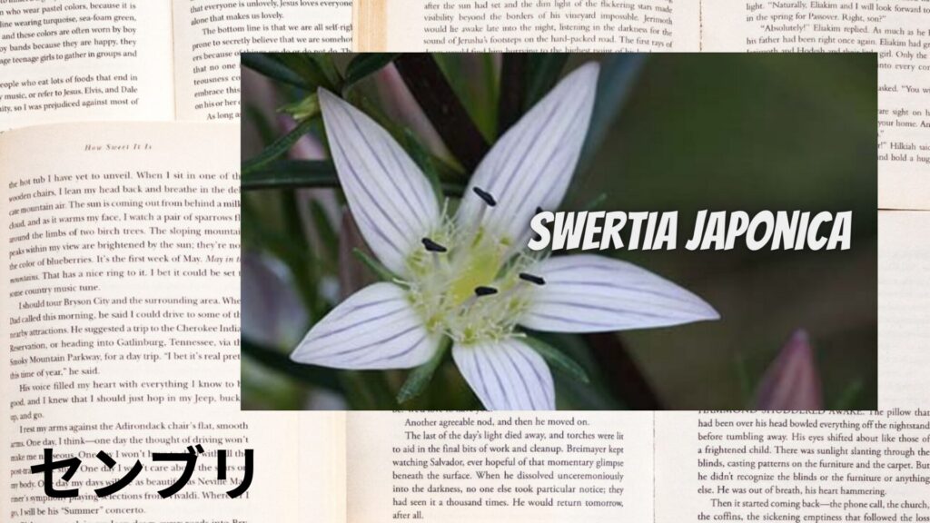 【別館】swertia-センブリ/ハーブ/アイキャッチ＠botanical-study.site