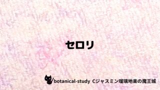 セロリ：プチ辞典クイズ