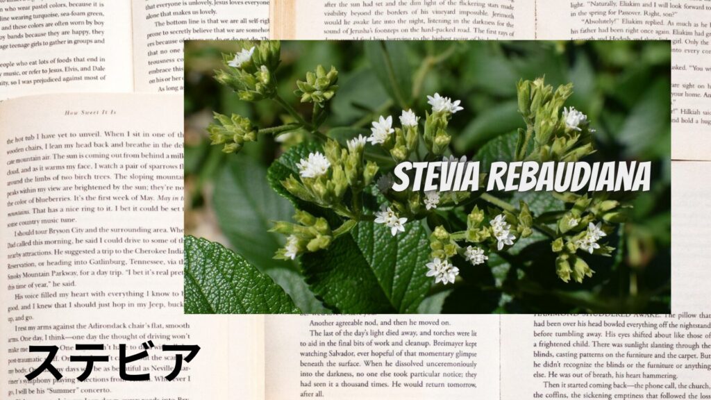 stevia-ステビア＠botanical-study.site