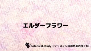 エルダーフラワー:プチ辞典クイズ