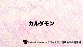 カルダモン:プチ辞典クイズ