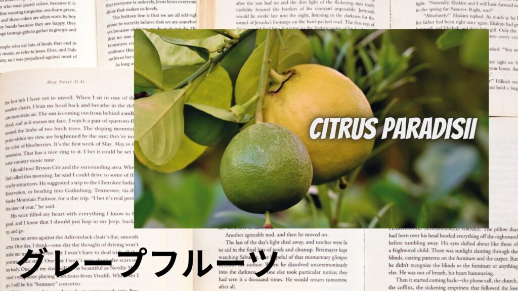 【別館画像】grapefruit-グレープフルーツ/アイキャッチ＠botanical-study.site