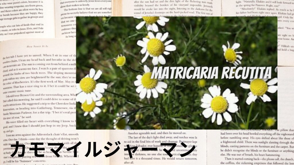 【別館画像】chamomile-german-カモマイル・ジャーマン/ハーブ/アイキャッチ@botanical-study.site