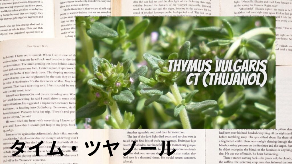 【別館画像】thyme-tuyanool-タイム・ツヤノール/アイキャチ＠botanical-study.site