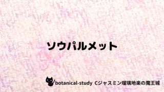 ソウパルメット：プチ辞典クイズ