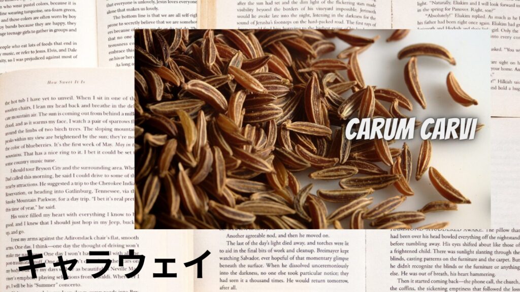【別館】caraway-キャラウェイ@botanical-study.site