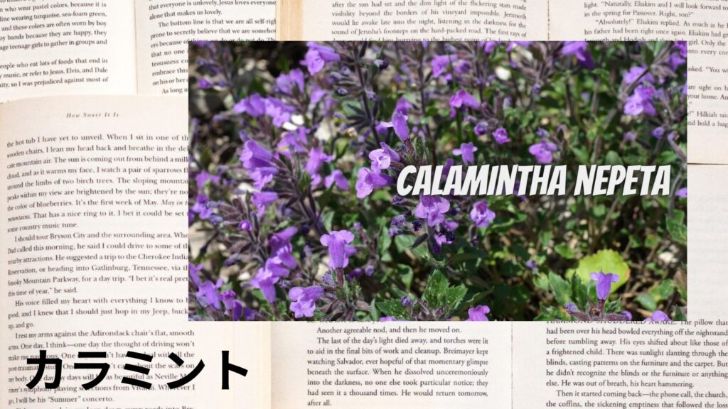 【別館画像】calamintha-nepeta-カラミント/アイキャッチ@botanical-study.site