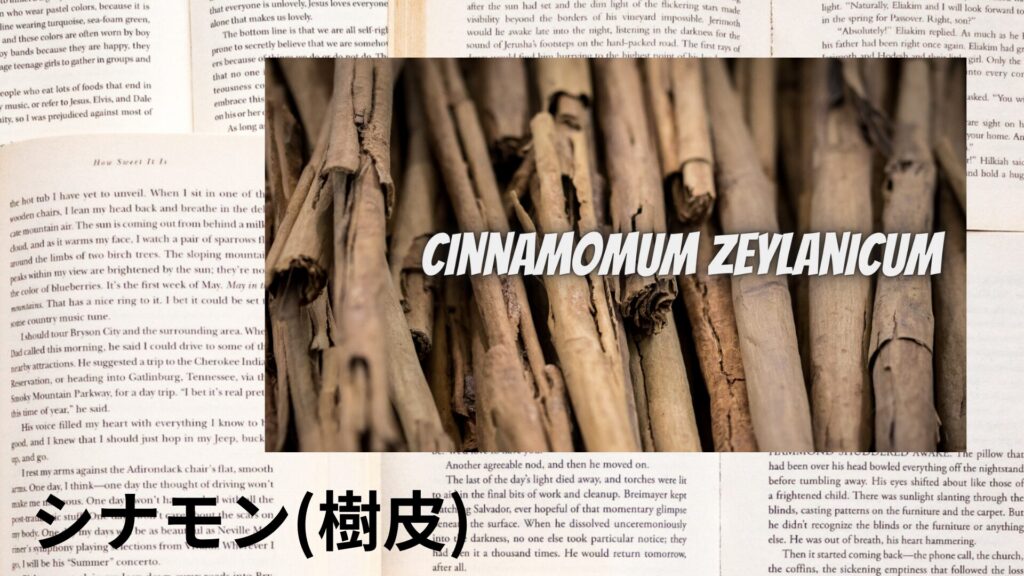【別館画像】cinnamon-bark-シナモン樹皮/アイキャッチ＠botanical-study.site