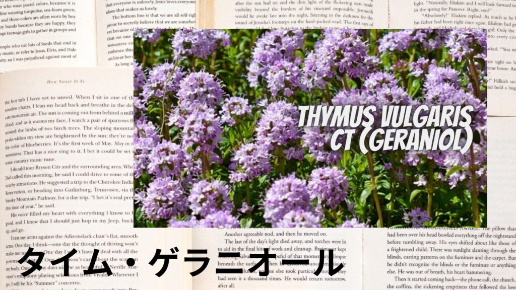 【別館画像】thyme-geraniol-タイム・ゲラニオール/アイキャッチ＠botanical-study.site