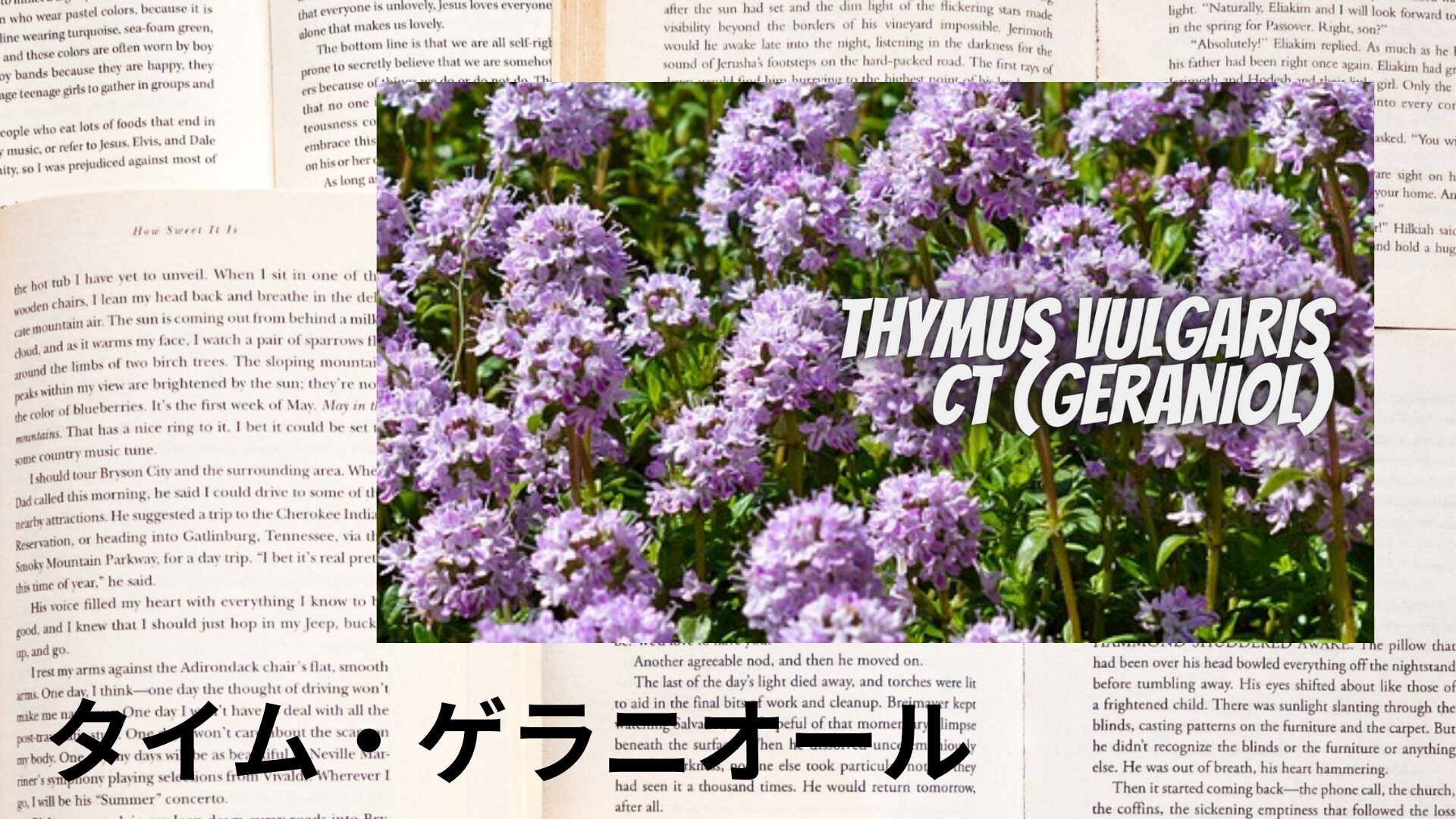 【別館画像】thyme-geraniol-タイム・ゲラニオール/アイキャッチ＠botanical-study.site