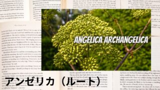 Angelica Root:Mini Dictionary アンゼリカ(ルート)