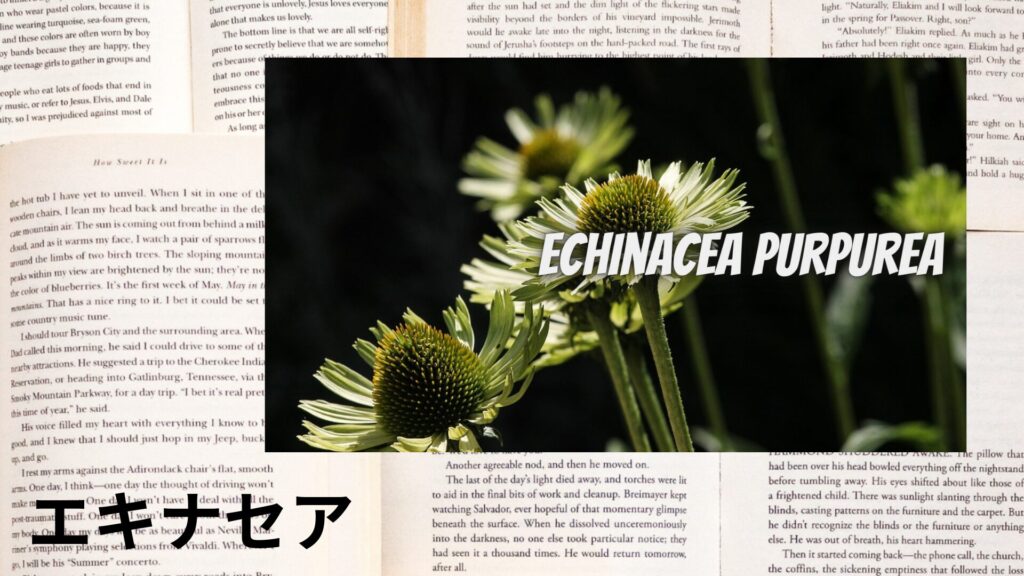 【別館画像】echinacea-エキナセア/ハーブ/アイキャッチ@botanical-study.site