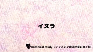 イヌラ:プチ辞典クイズ