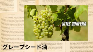 Grapeseed Oil：Mini Dictionary　グレープシード油