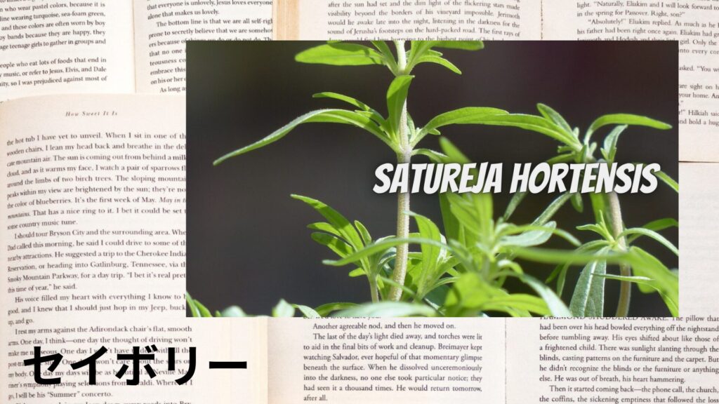 savory-クイックリンクバナー/セイボリー＠botanical-study.site