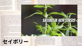 Savory：Mini Dictionary　セイボリー