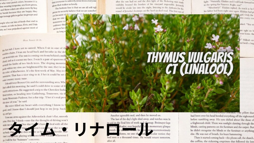 【別館画像】thyme-linalool-タイム・リナロール/アイキャッチ＠botanical-study.site