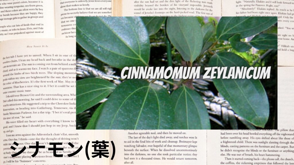 【別館画像】cinnamon-leaf-シナモン葉/アイキャッチ@botanical-study.site