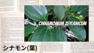 Cinnamon (leaf):Mini Dictionary シナモン(葉)