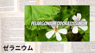 Geranium:Mini Dictionary ゼラニウム
