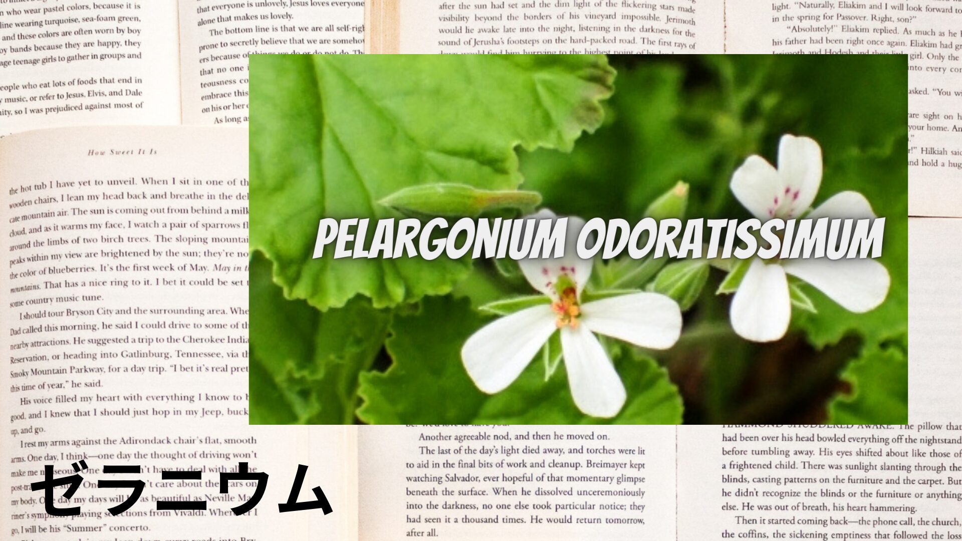 【別館画像】geranium-egypt-ゼラニウム/ハーブ/アイキャッチ＠botanical-study.site