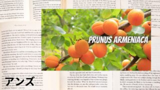 Apricot:Mini Dictionary アンズ