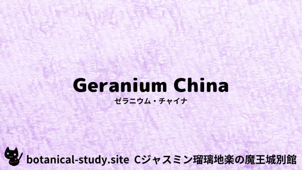 geranium-china-ゼラニウム・チャイナ/アイキャッチ＠botanical-study.site