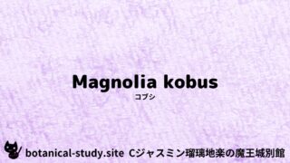 Magnolia kobus：Mini Dictionary Quiz　コブシ