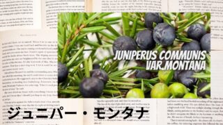 Juniper Montana：Mini Dictionary　ジュニパー・モンタナ