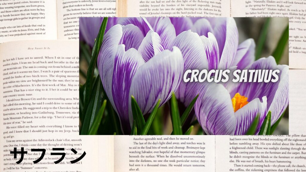 【別館画像】saffron-サフラン/ハーブ/アイキャッチ＠botanical-study.site