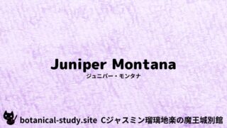 Juniper Montana：Mini Dictionary Quiz　ジュニパー・モンタナ