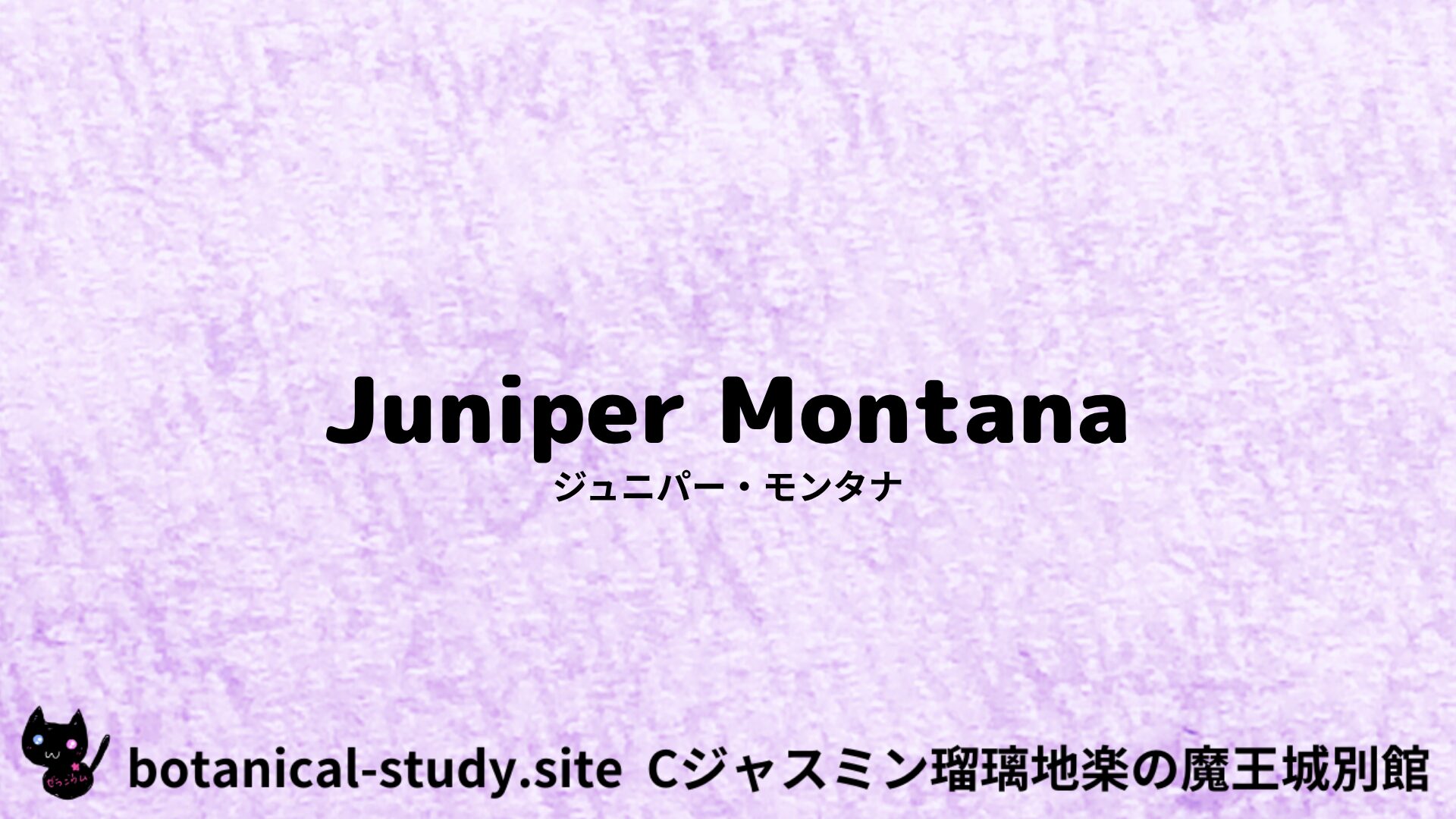 【別館】juniper-montana-ジュニパー・モンタナ/アイキャッチ＠botanical-study.site