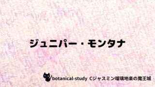 ジュニパー・モンタナ：プチ辞典クイズ