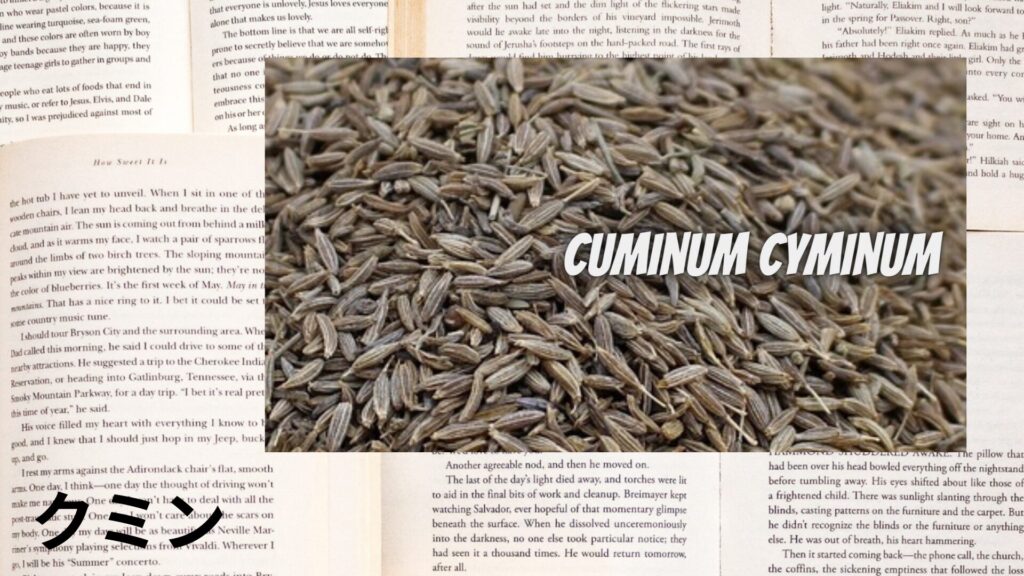 【別館画像】クミンcumin-クミン/ハーブ/アイキャッチ＠botanical-study.site