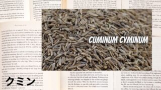 Cumin:Mini Dictionary クミン