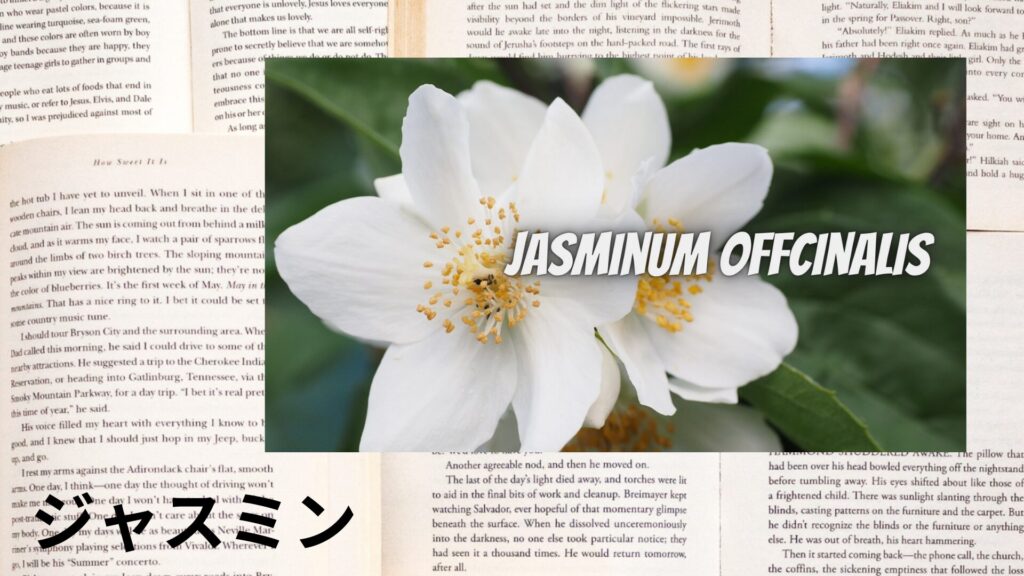 【別館画像】jasmine-ジャスミン/ハーブ/アイキャッチ＠botanical-study.site