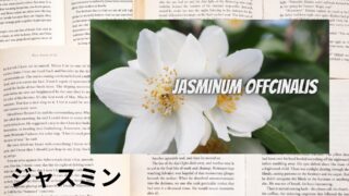 Jasmine：Mini Dictionary　ジャスミン