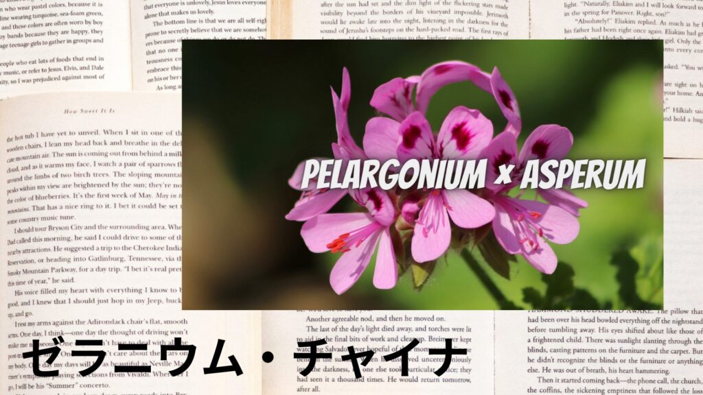 【別館画像】geranium-china-ゼラニウム・チャイナ/アイキャッチ＠botanical-study.site